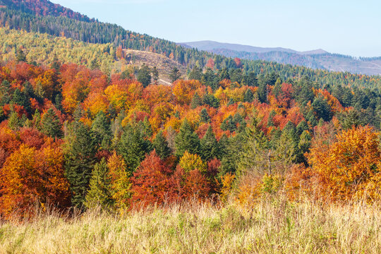 nice view of an autumn forenoon in carpathian mountains. trees on the edge of a hill in fall colors. wonderful forested mountain landscape of ukraine on a sunny weather. outdoors adventure scene