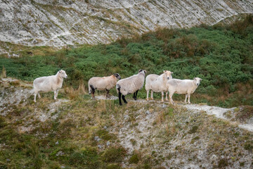 Fototapeta premium sheep in the mountains