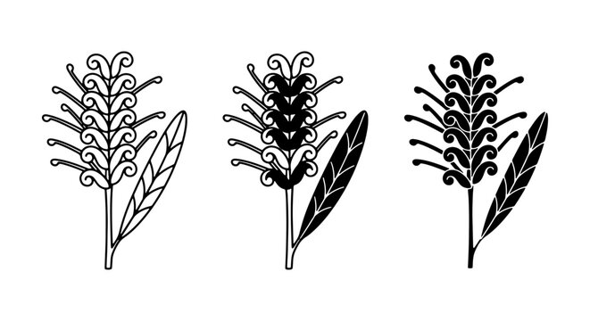 Grevillea flower vector icons, Australian native floral set, black and white botanical elements