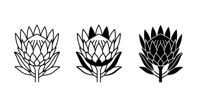 King Protea flower icons, black and white floral vector set, South African botanical illustrations