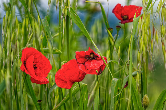 Rote Klatschmohnbl&uuml;ten auf einer Sommerwiese in der Toskana