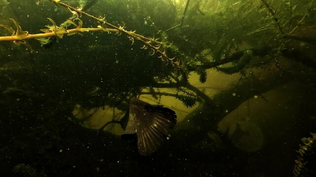 Close underwater view of a resting wels catfish - Silurus glanis - with its tail gently moving under submerged branches in calm lake habitat.