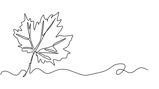 Pumkin continuous one line drawing animation.Self animated continuous one line drawing video, Thanksgiving Day single line animated illustration with pumpkin vegetable composition. . One continuous