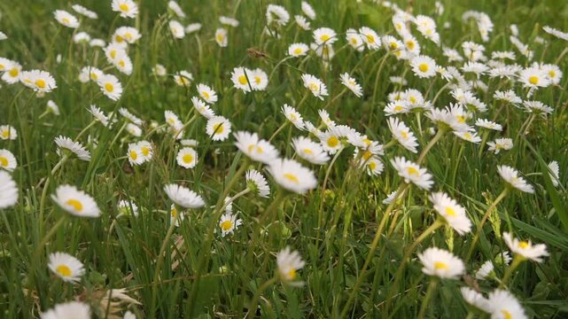 Many daisies grow in the meadow.