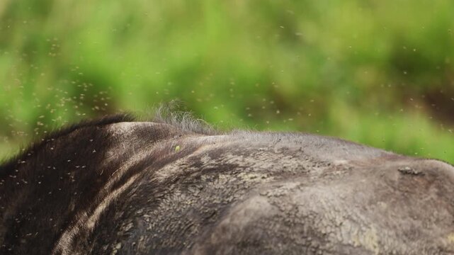 African buffalo body with oxpecker perched on it, cleaning parasites from rough dark skin in warm savanna light, capturing a close wildlife interaction in natural African wilderness habitat