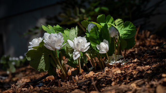 Bloodroot in the spring garden