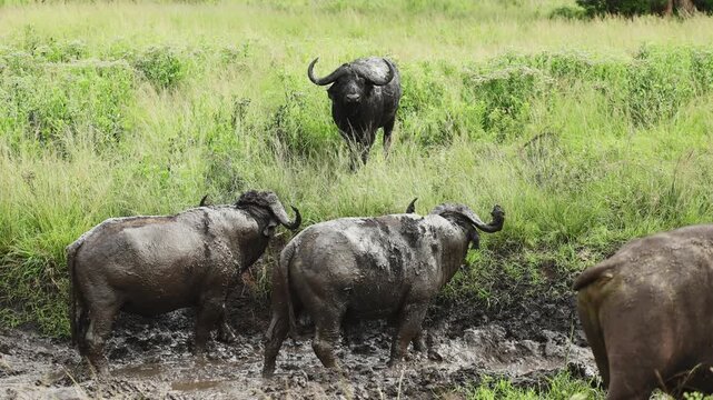 Large herd of African buffaloes relaxing in muddy water under intense savanna heat, using thick mud for cooling and protection from insects and parasites in untamed African wilderness landscape