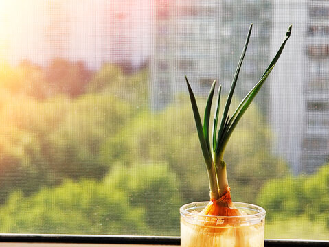 Onion offspring during dramatic daylight backdrop
