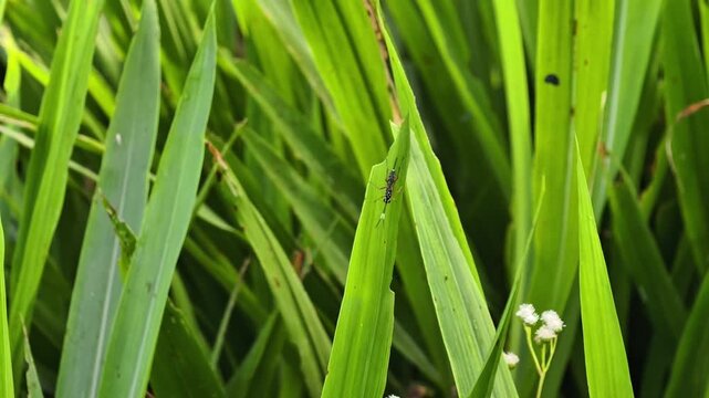 Insect pests on green leaves
