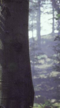 Tall trees fill the space with green leaves and trunks. Fog covers the forest floor, creating a quiet atmosphere during the day, with shadows playing between the trees.
