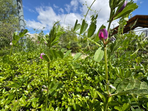 Pinkish purple flowers of a Vicia sativa plant blooming in a green field. Close-up of common vetch wildflower with tendrils and pinnate leaves. Plant with violet common vetch or tare flowers.