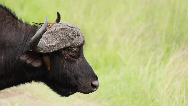 African buffalo portrait with oxpecker perched on its head, cleaning parasites from rough dark skin in warm savanna light, capturing a close wildlife interaction in natural African wilderness habitat