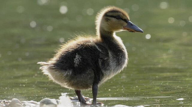 Cute Mallard Duckling Drinking and Walking in Water - 4K Slow Motion Wildlife B-Roll