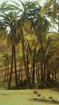 Palm trees fill the scene with green leaves swaying gently. Sunlight shines through the branches, creating shadows on the ground. The location appears tropical and warm.