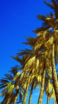 Tall palm trees rise against a bright blue sky. The sunlight shines on the leaves, creating a warm atmosphere. This scene captures a typical sunny day in a tropical location.