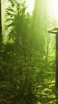 Sunlight filters through tall trees in a dense forest. Green plants and underbrush fill the ground, creating a natural scene. Rays of light illuminate the area, showing the beauty of nature.