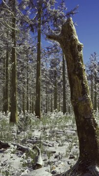 Tall trees fill the scene in a forest. The ground shows fallen branches and plants. Bright sky adds light to the green trunks and white ground cover. Nature is all around in this quiet setting.
