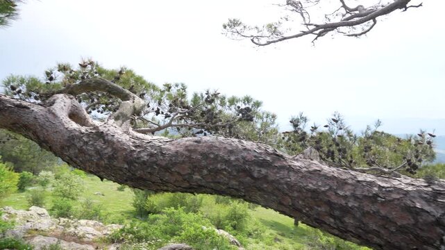 Old pine tree branch with cones overlooking green mountain forest valley