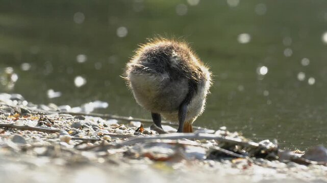 Cute Mallard Duckling Drinking at Lake Shore - 4K Slow Motion Wildlife B-Roll
