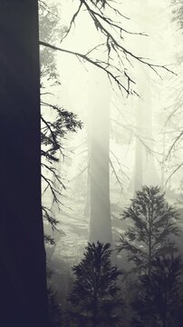 Tall trees stand in a foggy forest. Light filters through the branches, creating soft shadows. The air is misty and visibility is low, making the scene look mysterious and quiet.