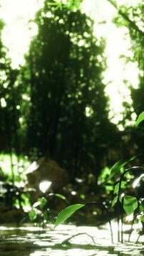 Light filters through tall trees in a green forest. Water reflects the surrounding plants. The area appears natural and vibrant, showing a peaceful setting.