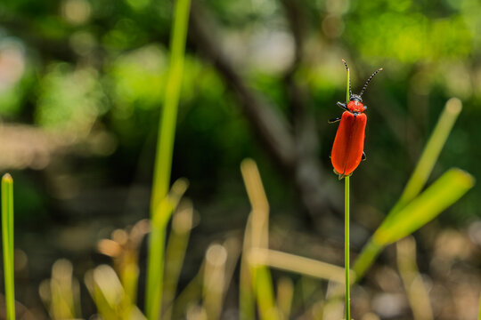 Scharlachroter Feuerk&auml;fer sitzt auf gr&uuml;nem Gras in einem Garten an einem sonnigen Tag