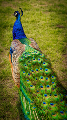 Obraz premium Peacock with beautiful blue and green plumage