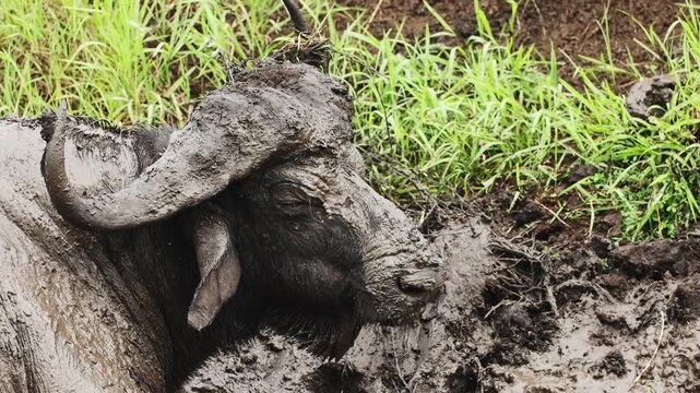Large herd of African buffaloes relaxing in muddy water under intense savanna heat, using thick mud for cooling and protection from insects and parasites in untamed African wilderness landscape