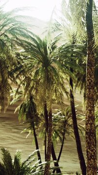 Palm trees stand tall with their fronds moving in the breeze. Sandy dunes stretch in the background under the afternoon light. The scene shows a natural landscape filled with greenery.