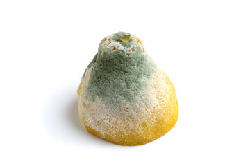 Fototapeta premium There is a spoiled lemon with mold on a white background.
