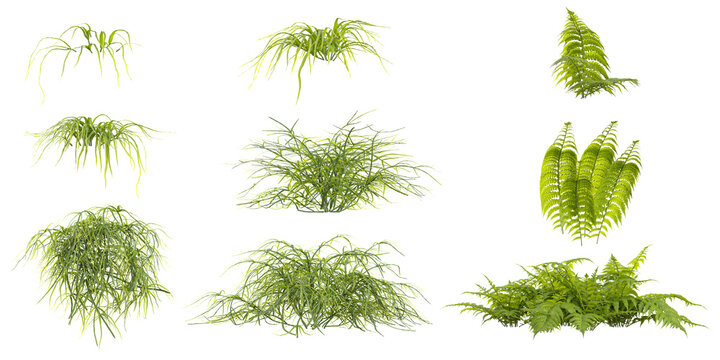 3D rendering of Parathelypteris,Pteris plants isolated on white background