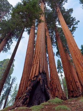 Low angle view of clustered Giant Sequoia trees featuring a deep basal fire scar at Yosemite National Park, California, USA