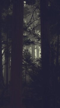 Tall trees stand in a dense forest filled with mist. The light filters softly through the branches. The scene is quiet at early morning with no signs of wildlife.