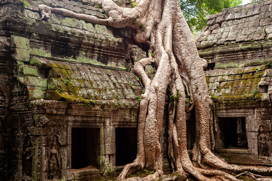 Angkor Wat - Ta Prohm