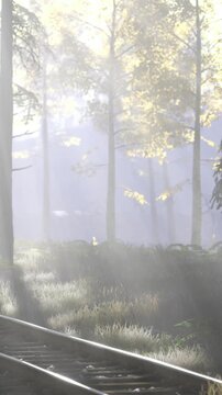 Sunlight filters through trees in a forest, casting light on the ground. Railway tracks run through the scene, creating a view of nature and the railway.