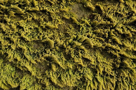 The green plants that cover these rocks are a type of green algae or often called sea moss.