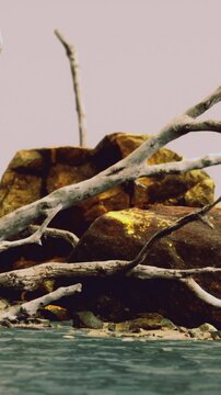 Rocks are visible near the water with dry branches extending over the surface. The scene shows natural elements meeting the water. It is daytime with a clear sky.