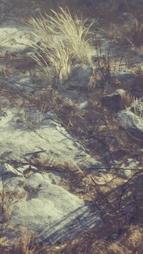 The scene shows dry ground with patches of grass and scattered rocks. The location appears natural and open under clear weather, typical for a warm day outdoors.
