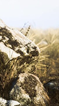 Rocks sit on the ground among brown grass and plants under natural light. The scene shows textures of the rocks and colors of the grass in daylight.
