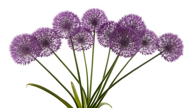 Purple allium flowers with green stems, isolated on transparent background