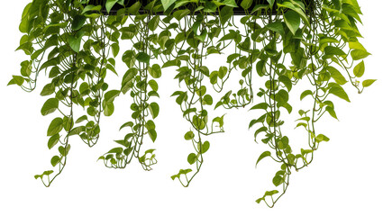 Abundant green pothos vines cascading downwards, isolated on transparent background © Elena