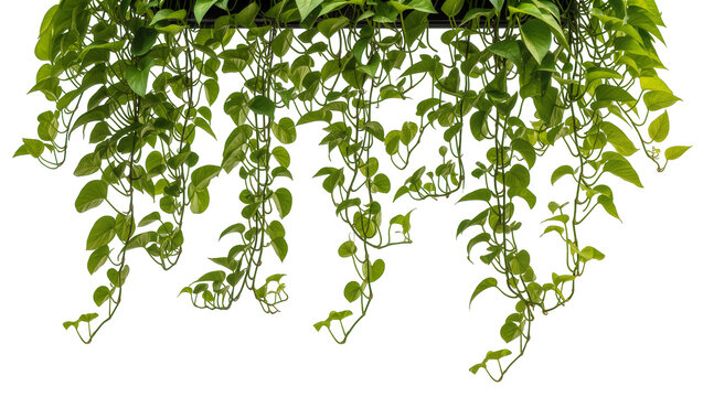 Abundant green pothos vines cascading downwards, isolated on transparent background