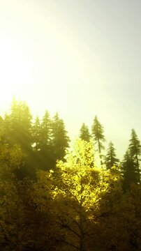 Sunlight filters through tall trees in a forest during autumn. Yellow leaves cover the ground. The sky is bright with a soft hue as nature shows its seasonal change.