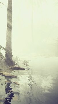Morning light filters through palm trees, reflecting on the calm water. The scene captures a natural setting with soft colors and peaceful surroundings.