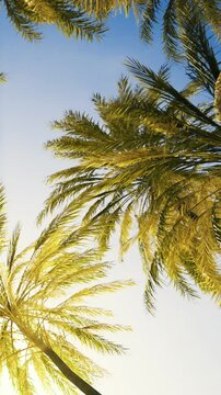 The sun shines brightly as palm trees stretch upwards. Their leaves sway gently in the warm breeze. This scene captures nature thriving under a clear blue sky in a tropical area.