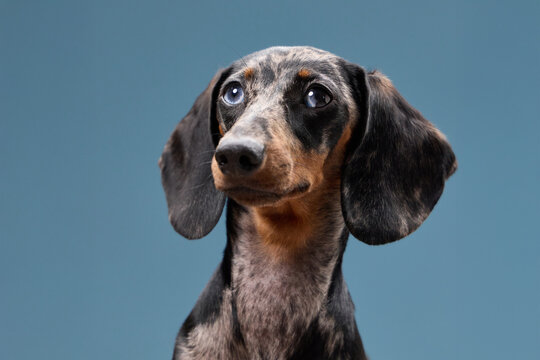 A dachshund looks forward with a calm and slightly surprised face. Its rounded features and lighting create a gentle mood.