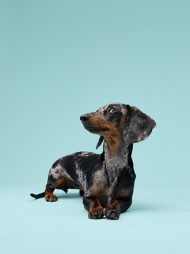 A dachshund sits and looks up with both ears lifted. The blue wall behind adds contrast to the dog darker coat.