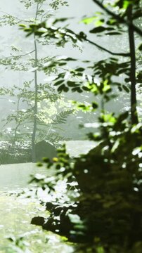 Sunlight filters through tree leaves in a forest. A stream flows gently among rocks. The air is fresh and filled with the sounds of nature during the morning hour.
