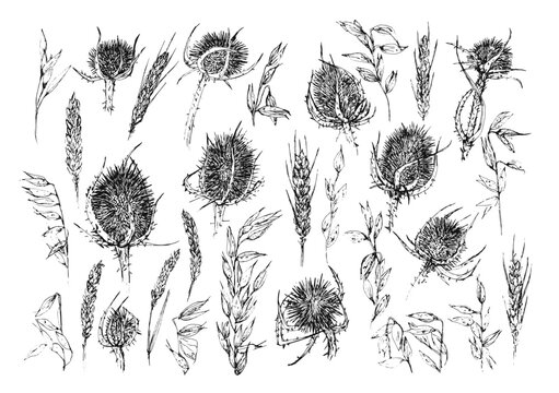 Pack de elementos florales dibujados a mano, flores de l&iacute;nea negras sobre fondo blanco, cardos, espigas, trigo, flores secas. Ilustraci&oacute;n de l&iacute;nea en blanco y negro realizada con boligrafo