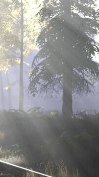 Bright rays of light break through the trees in a forest setting. The ground is covered with grass and shrubs. It is early morning, and the atmosphere is misty and fresh.
